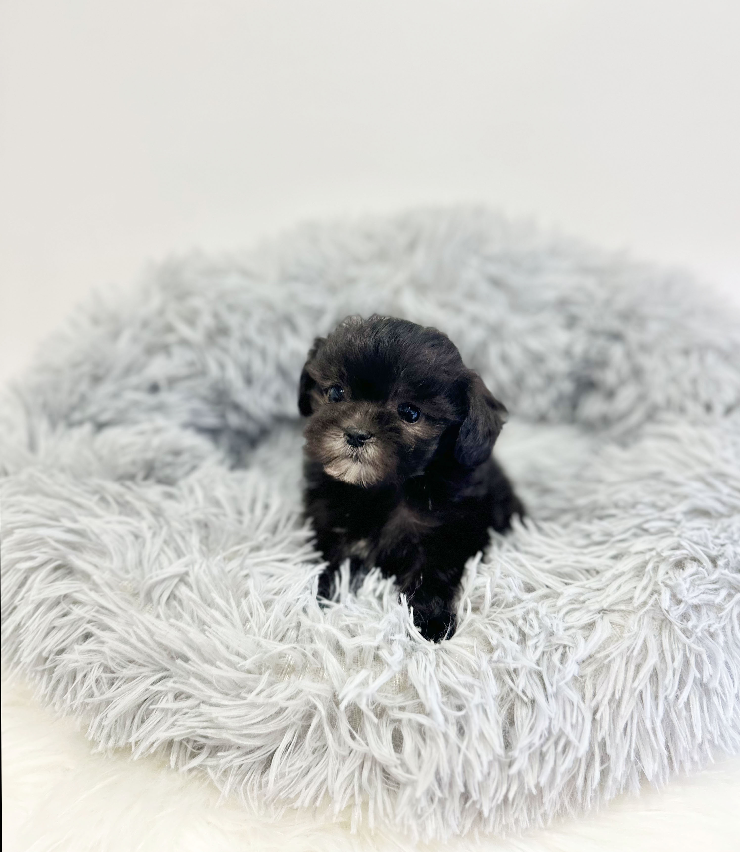 말티푸분양(10만원부터)